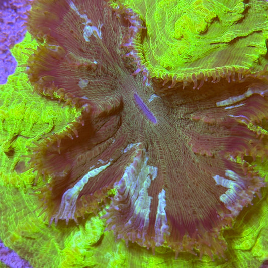 Alien Warrior Acantho (26)