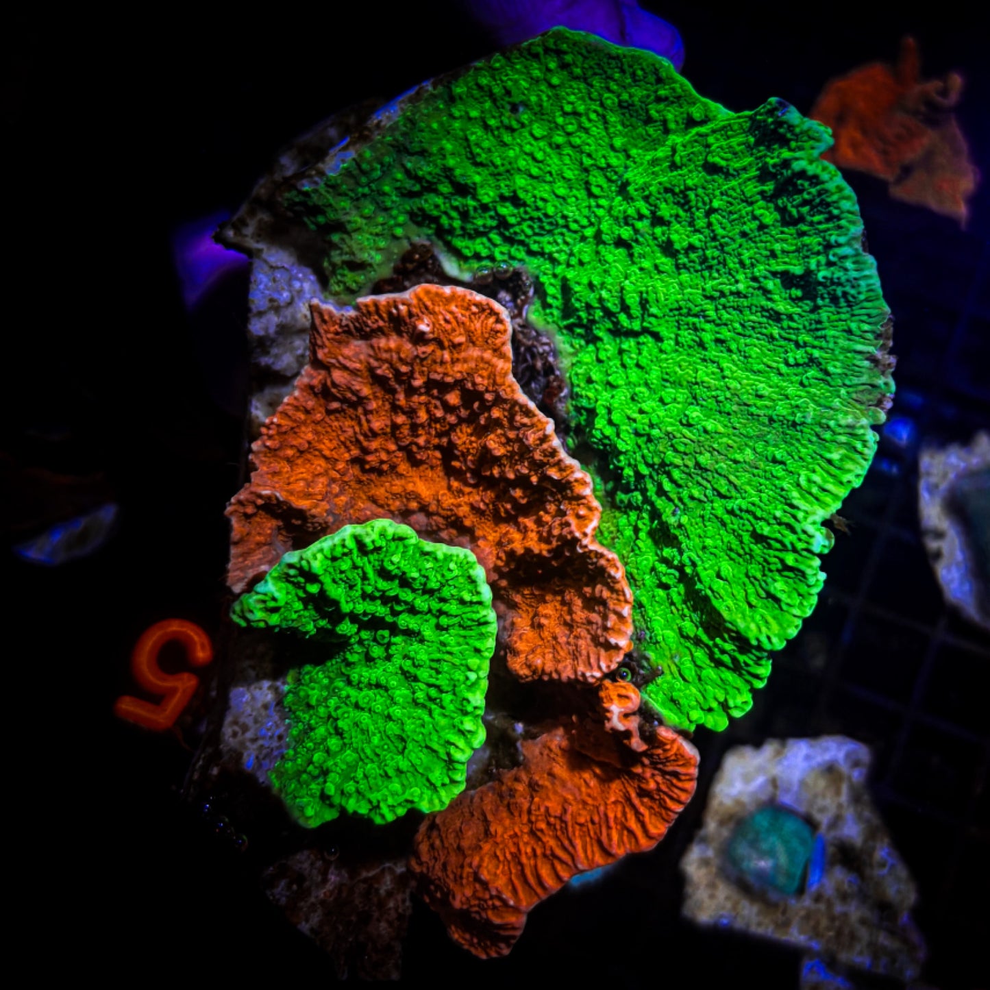 Red/Green Monti Colony WYSIWYG