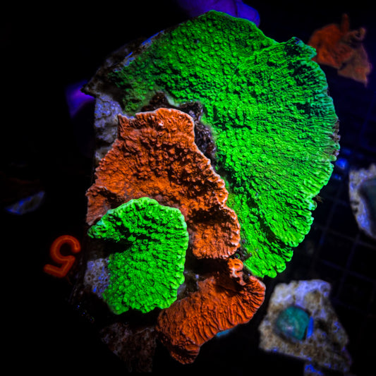 Red/Green Monti Colony WYSIWYG