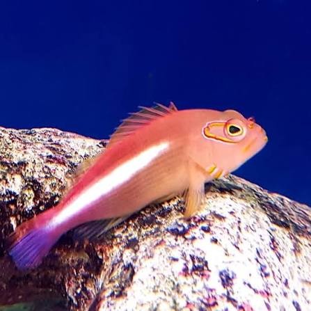 Arc Eye Hawkfish