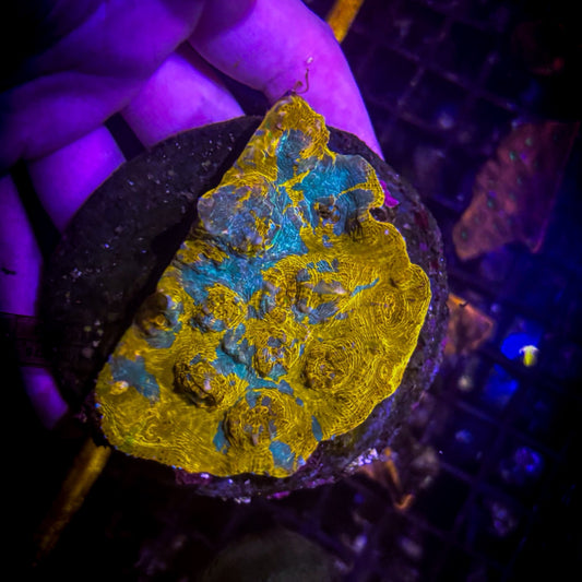 Azurite (Blue Gold) Ultra Chalice