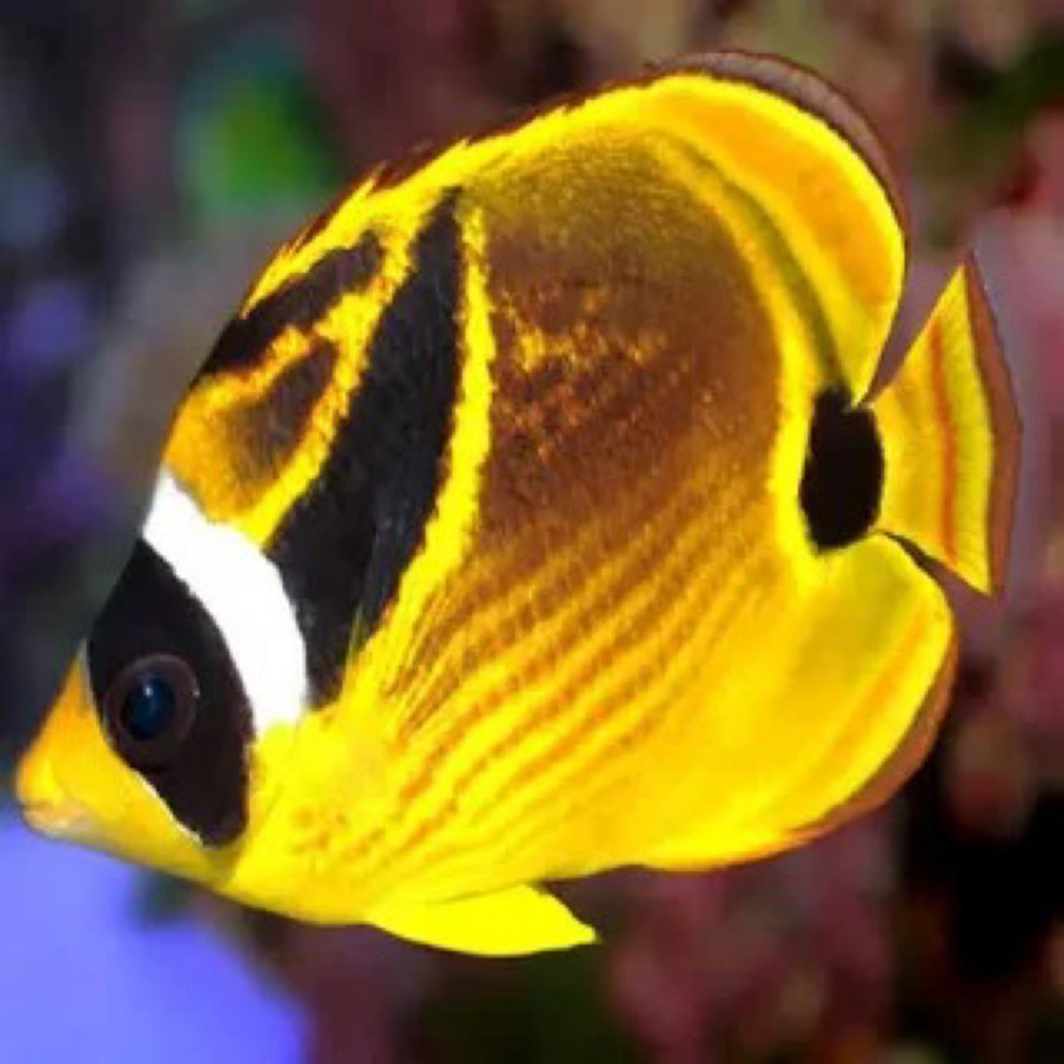 Lunula Butterfly
