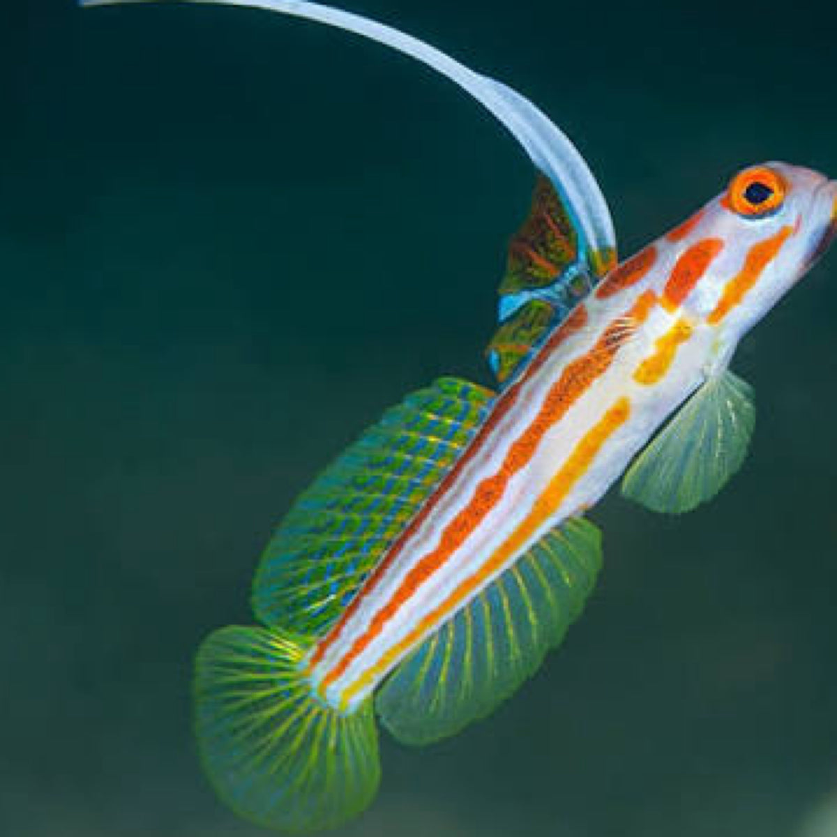 Yasha Goby