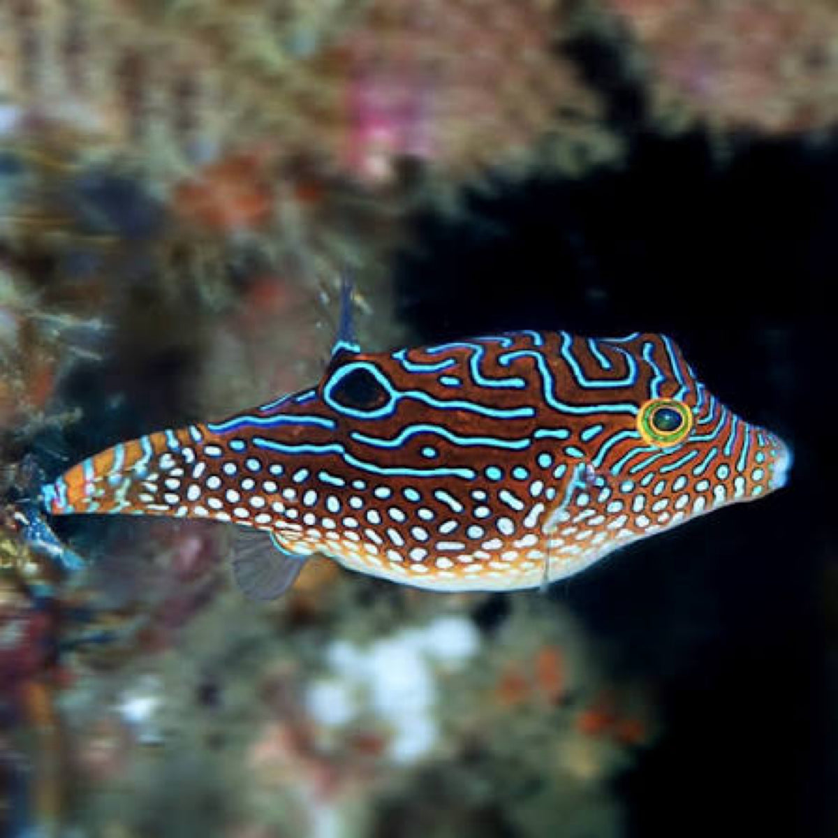 Jewel puffer