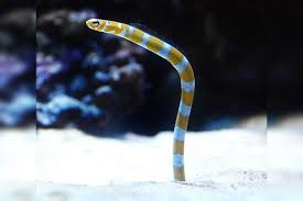 Splendid Garden Eel