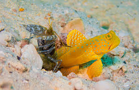 Pistol Shrimp and Sulphur pair