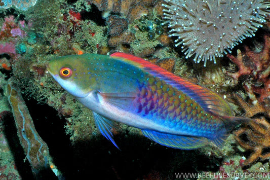 Bluesided Fairy Wrasse