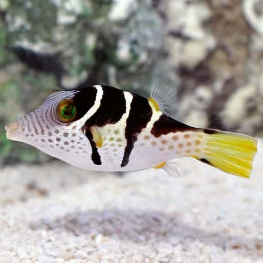 Valentini puffer
