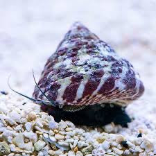 Trochus (Turbo) Snail