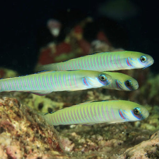 Shotsilk Goby