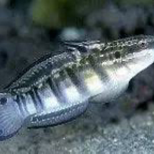 West Indian Watchman Goby