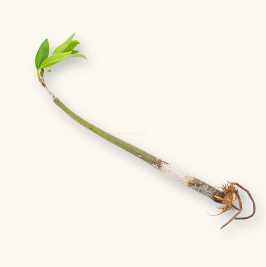 Red Mangrove (Rooted & Leaves)