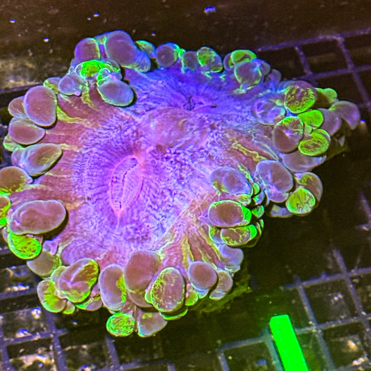 XL Green Marble Bubble Coral WYSIWYG