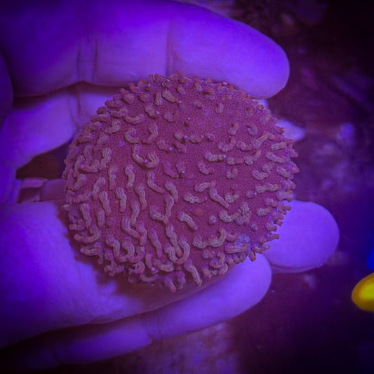 Toadstool (Sarcophytum) [73]